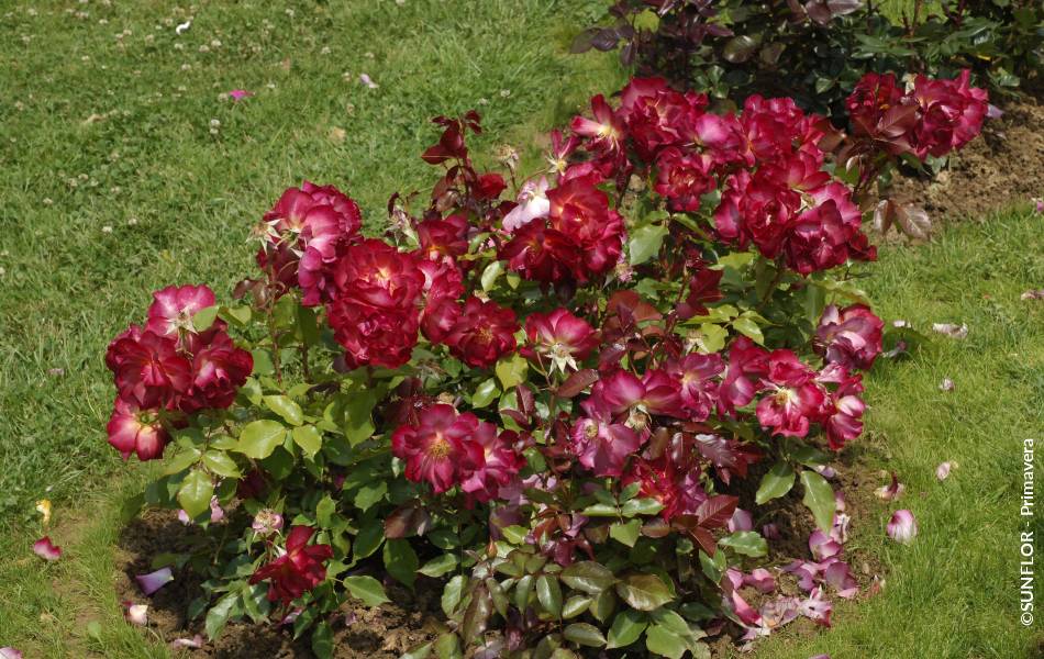 ©SUNFLOR - Primavera